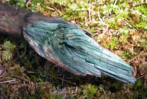 Here is the blue-green stained wood often found along trails. 